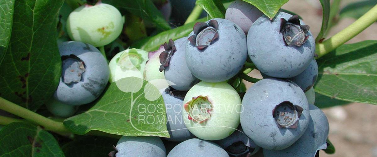 Myrtille américain Chèvrefeuille bleu Ronce commune Kiwaï Canneberge à gros fruits plants Pologne 05