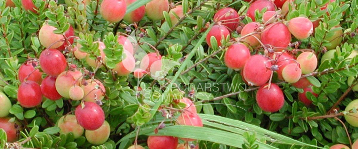 Myrtille américain Chèvrefeuille bleu Ronce commune Kiwaï Canneberge à gros fruits plants Pologne 06