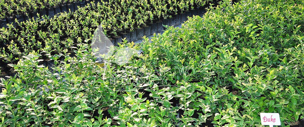 Myrtille américain Chèvrefeuille bleu Ronce commune Kiwaï Canneberge à gros fruits plants Pologne 08