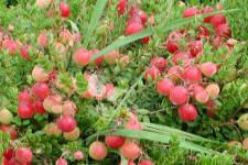 Canneberge à gros fruits